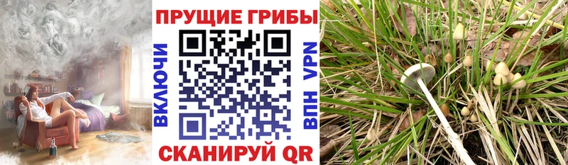 Купить где  Рыбинск  Псилоцибиновые грибы прущие грибы 